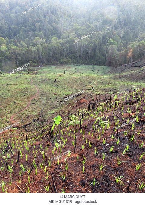 Slash and burn agriculture near the entrance of Andasibe-Mantadia National Park in Madagascar. A major threat to all the natural habitats
