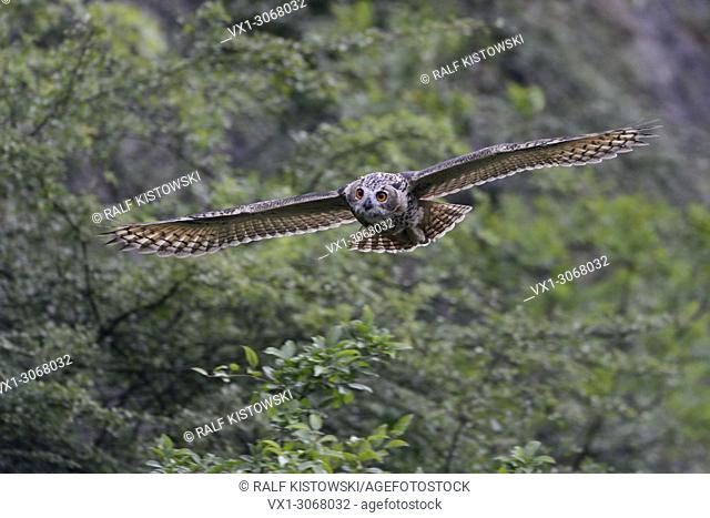 Northern Eagle Owl ( Bubo bubo ) in gliding flight along a steep face, bushes of an old quarry, frontal shot, wildlife, Europe