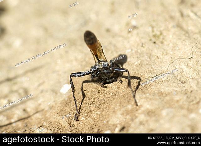 Female of Prionyx kirbii, a thread-waisted wasp, from the Sphecidae family, digging a tunnel in sandy soil, preparing vor nesting, Valais, Switzerland