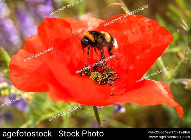 07 June 2023, Hesse, Mörfelden-Walldorf: A bumblebee approaches a poppy blossom in a meadow on the outskirts of town. Photo: Frank Rumpenhorst/dpa