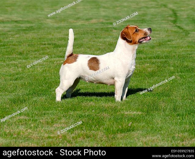 Jack Russell Terrier standing on green background