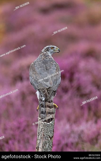Northern northern goshawk (Accipiter gentilis), adult female, perched on a post among flowering heather, Suffolk, England, August, controlled subject