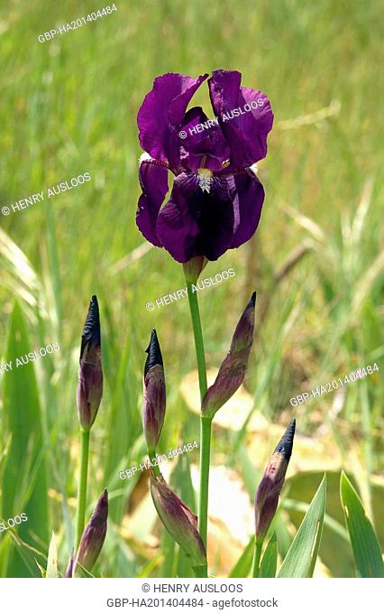 Fleur-de-lis, iris, bearded iris, Iris germanica, 12/04/2005