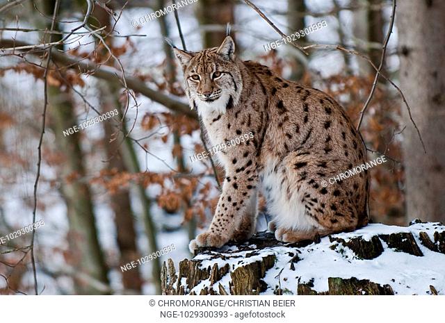 Eurasian Lynx, Lynx lynx