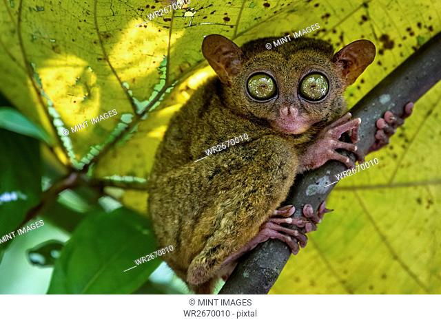 A small nocturnal animal, the tarsier, with fixed round eyes, on a tree branch