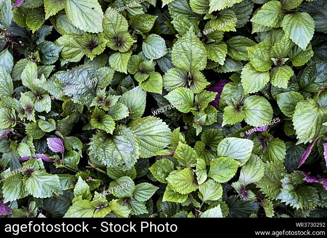 High angle close up of green and purple mint