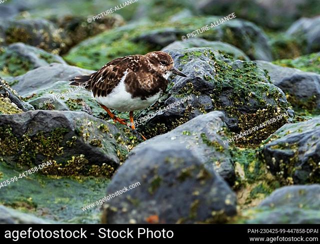 10 April 2023, Lower Saxony, Wangerooge: 10.04.2023, Wangerooge. A Ruddy turnstone (Arenaria interpres) stands on the beach of the East Frisian island...