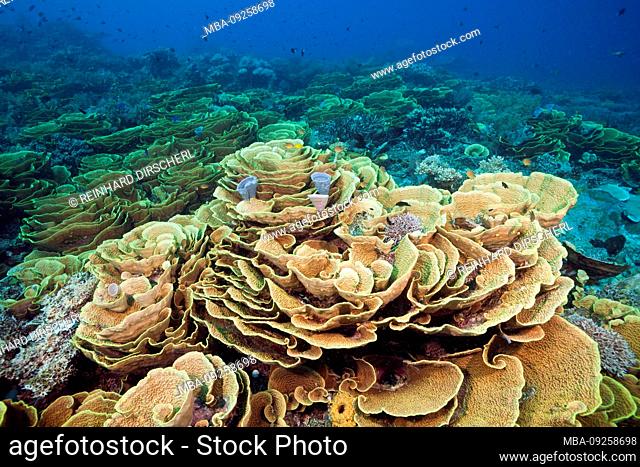 Reef of Lettuce Coral, Turbinaria mesenterina, Tufi, Solomon Sea, Papua New Guinea