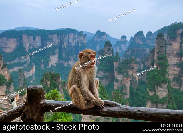 Monkey in Tianzi Avatar mountains nature park - Wulingyuan China - travel background