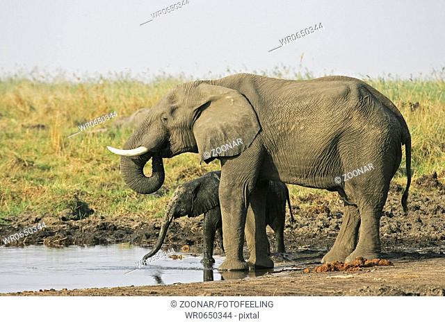 Afrikanische Elefantenkuh Loxodonta africana, Muttertier mit Kalb beim Trinken am Linyanti, Chobe National Park, Botswana, Afrika, African Elephants