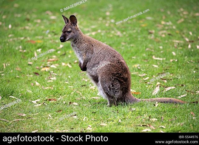 Red-necked wallaby (Macropus rufogriseus), Bennett Wallaby, adult alert, Cuddly Creek, South Australia, Australia, Oceania