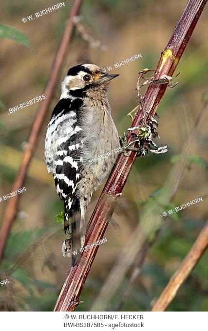 lesser spotted woodpecker (Picoides minor, Dendrocopos minor), female picks on mugwort, Germany