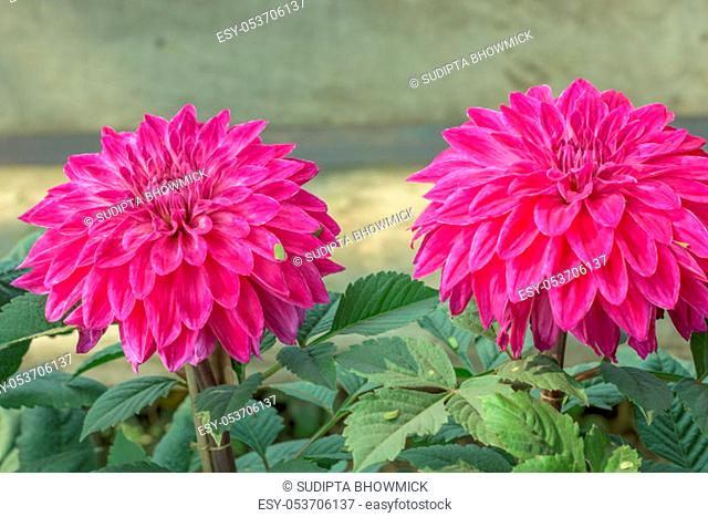 Pink Guldavari Flower plant, a herbaceous perennial plants. It is a sun loving plant Blooms in early spring to late summer
