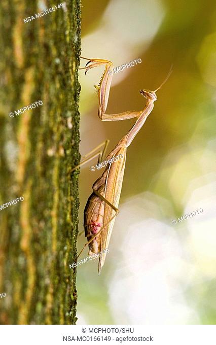 Praying Mantis Mantis religiosa