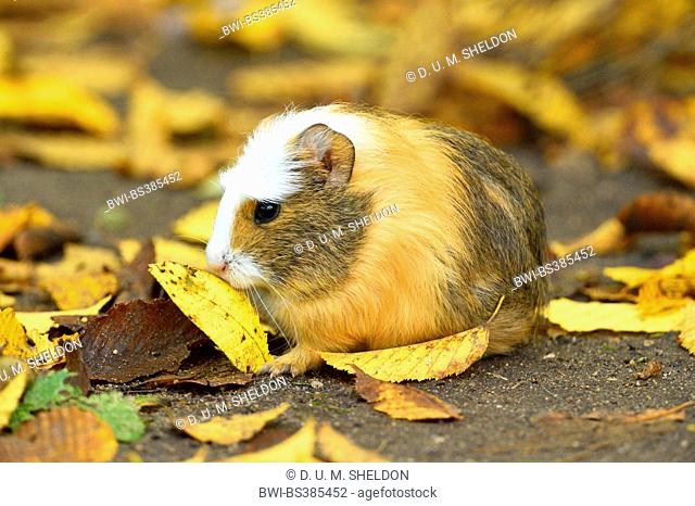 Domestic Guinea pig (Cavia aperea f. porcellus, Cavia porcellus), sits on fallen leaves outdoors