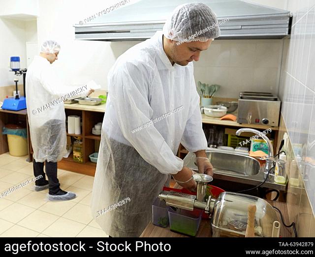 RUSSIA, STAVROPOL - OCTOBER 25, 2023: Making wheatgrass juice on a RosEnergy cricket farm. RosEnergy is a Russian manufacturer of snacks, cricket powder