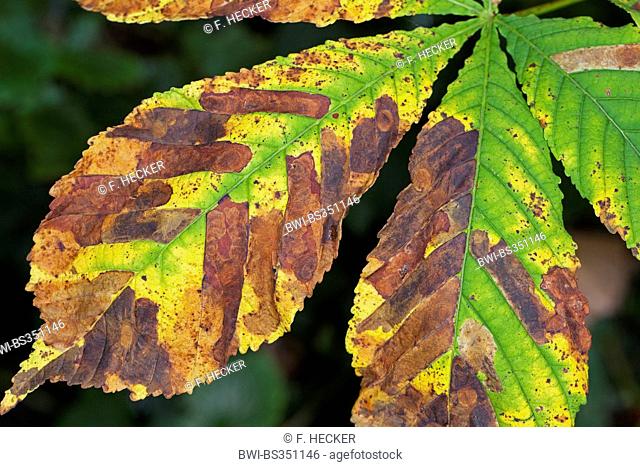 horse chestnut leafminer (Cameraria ohridella), chestnut leaf damaged by burrows of the caterpillar of the horse chestnut leafminer, Germany