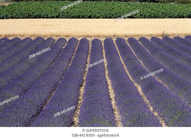 Grapevines and Wheatfields and Lavender Fields, Saignon, Provence, France