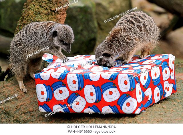 Meerkats look for mealworms in a Christmas gift at the zoo in Hanover, Germany, 20 December 2013. The keepers are giving their animals gifts for Christmas