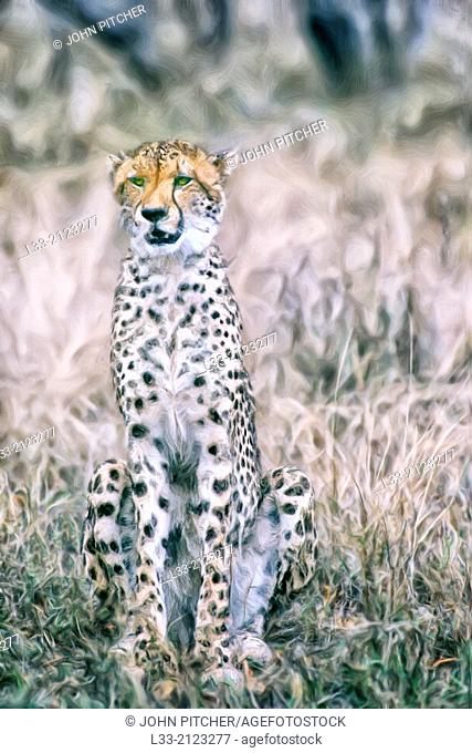 Sitting cheetah