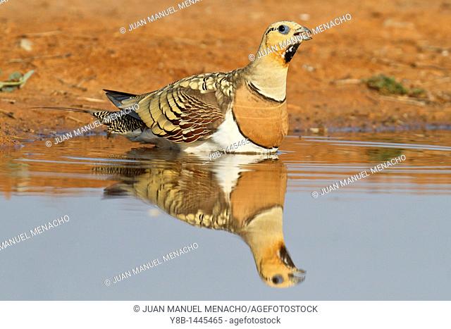 Pin-tailed Sandgrouse (Pterocles alchata) male, Aragon, Spain