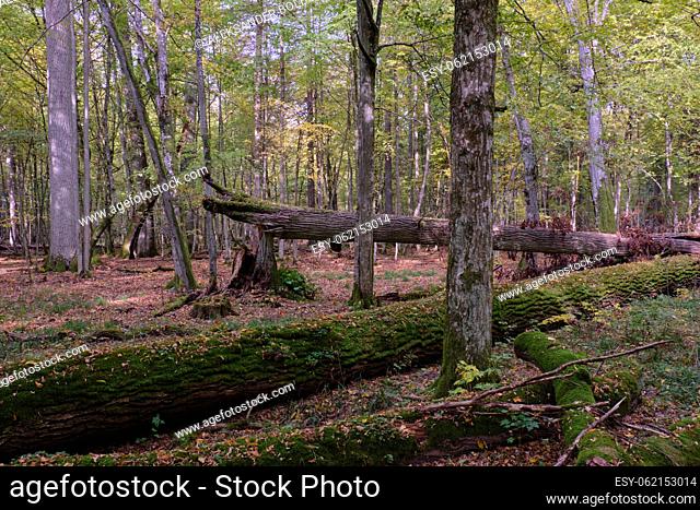 Broken trees in autumnal natural deciduous forest, Bialowieza Forest, Poland, Europe