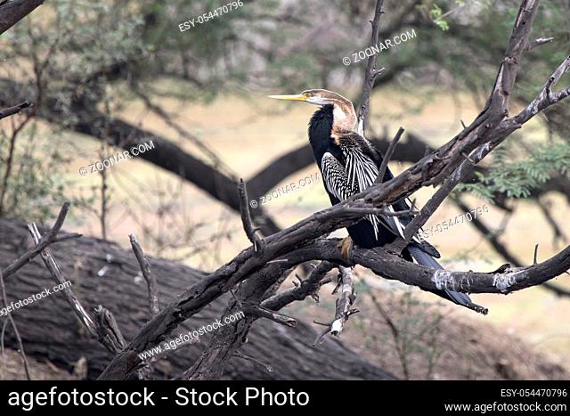 male Oriental darter who sits on a dry branch of a tree standing in the water