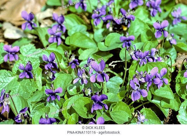 Sweet Violet Viola odorata