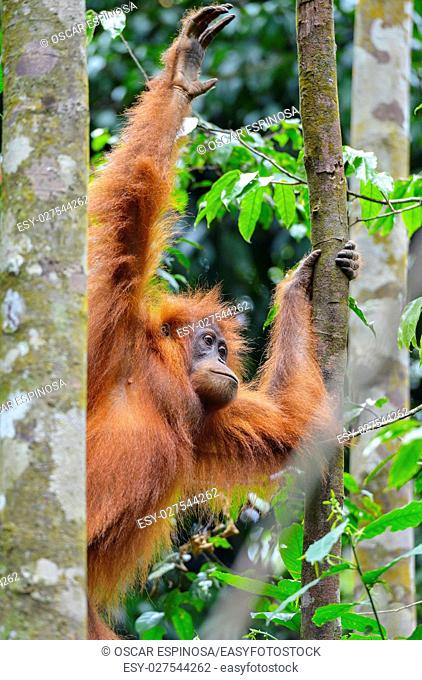 Orangutan in the jungle in Bukit Lawang, Sumatra, Indonesia