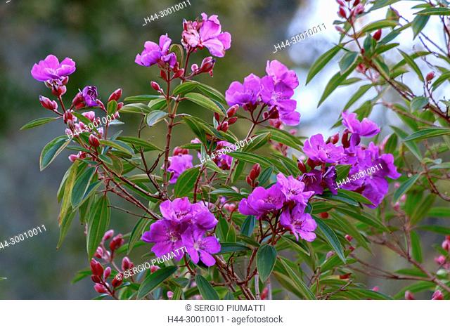Australia, Eden, New South Wales, Tibouchina semidecandra, evergreen shrub, glory bush, lasiandra, princess flower, royal purple blossoms