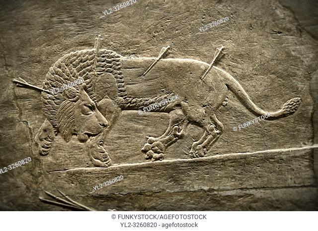 Assyrian relief sculpture panel `from the lion hunt showing a dying lion. From Nineveh North Palace, Iraq, 668-627 B. C. British Museum Assyrian Archaeological...