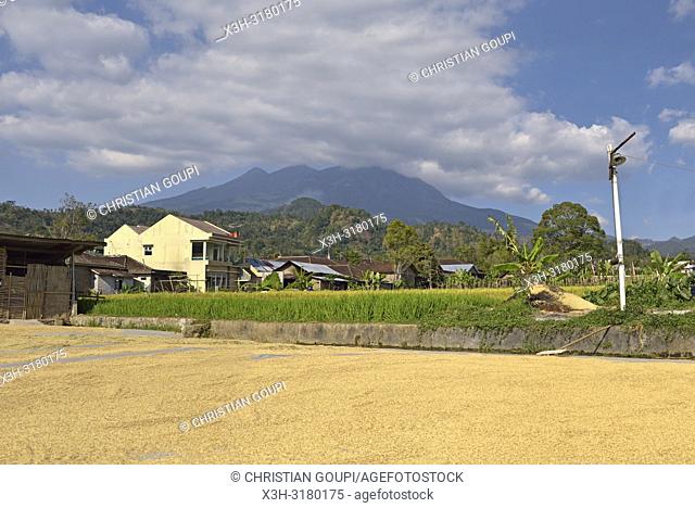 rice harvest drying, paddy fields in Tawangmangu area, the Gunung (volcano) Lawu in the background, Karanganyar district, near Surakarta (Solo), Java island