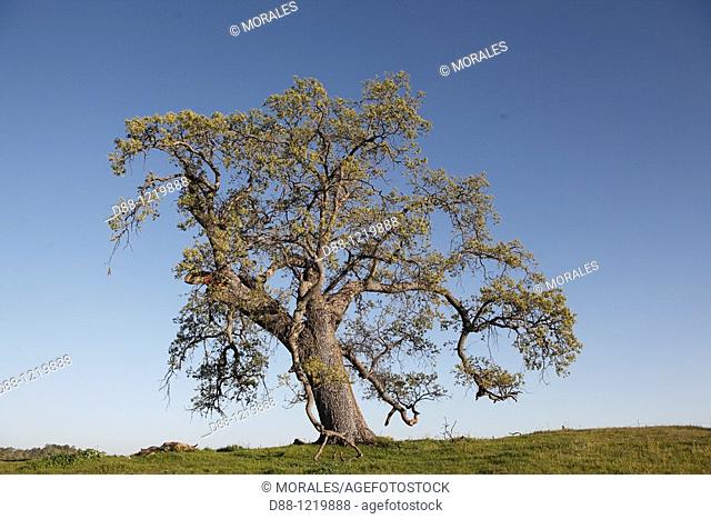 California Black Oak Mariposa area  California Quercus kelloggii  Order:Fagales  Family:Fagaceae