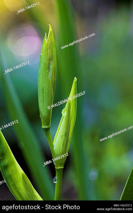 Marsh iris, water iris or yellow iris, Iris pseudacorus, flower, bud, raindrops