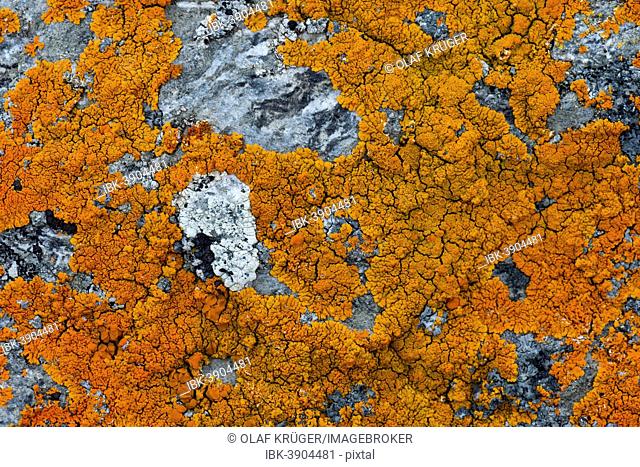 Lichens (Caloplaca) on rock, Liefdefjorden fjord, Spitsbergen, Svalbard Islands, Svalbard and Jan Mayen, Norway