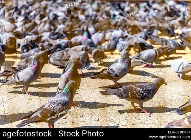 a lot of pigeons