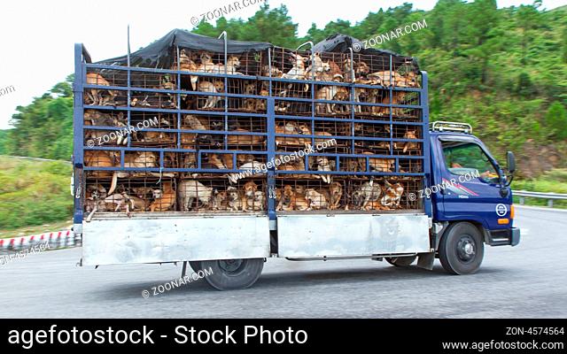 HUÉ, VIETNAM - AUG 4: Trailer filled with live dogs destined for Vietnamese slaughterhouses. Dogs, often stolen, are still on the menu in north Vietnam