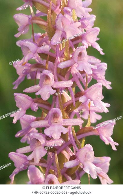 Fragrant Orchid Gymnadenia conopsea close-up of flowers, Kent, England
