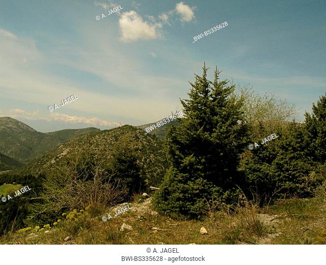 Syrian juniper (Juniperus drupacea, Arceuthos drupacea), wild in the Parnon mountains, Greece, Peloponnese, Arkadien