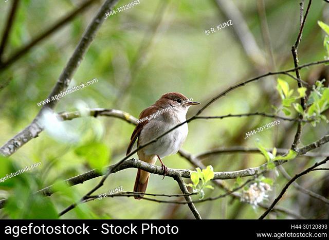 Common Nightingale, Luscinia megarhynchos, Muscicapidae, bird, animal, Altmühlsee, Muhr a. See, Bavaria, Germany