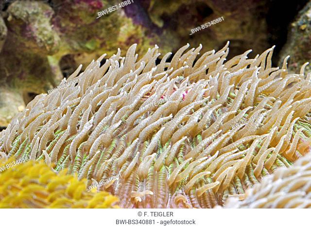 Mushroom Coral (Fungia spec.), side view