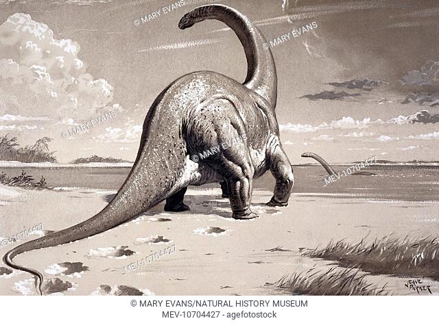 A sauropod dinosaur which grew up to 60 feet long. It lived about 160 to 170 million years ago in the Midlands and Southern England