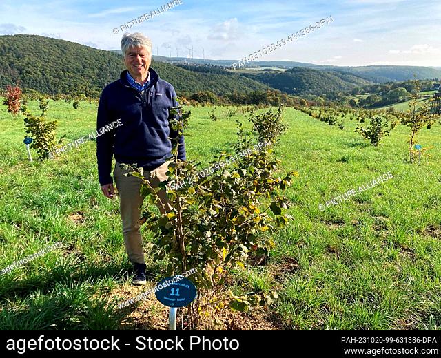 PRODUCTION - 16 October 2023, Rhineland-Palatinate, Seibersbach: Truffle farmer Job von Nell stands by a hazelnut tree on his truffle plantation