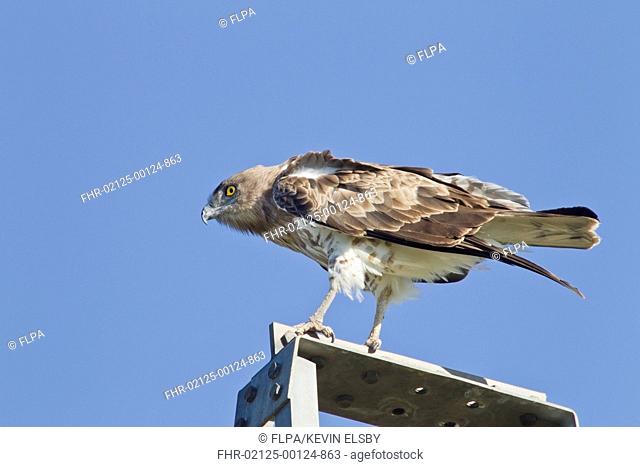 Short-toed Eagle (Circaetus gallicus) adult, perched on electricity pylon, Camargue, Bouches-du-Rhone, Provence-Alpes-Cote d'Azur, France, August