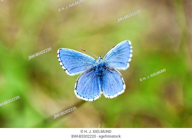 common blue (Polyommatus icarus), with open wings, Germany, Bavaria, NSG Maeusberg