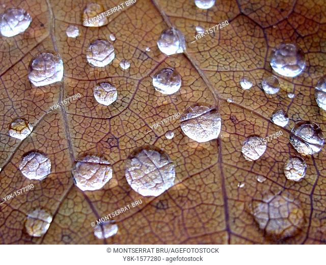 Raindrops on leaf veins