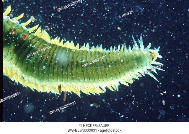 greenleaf worm, green paddle worm Eulalia viridis
