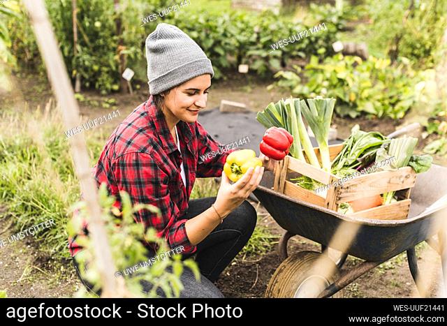 Young woman picking bell peppers in vegetable garden