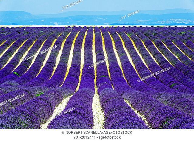 Europe, France, Alpes-de-Haute-Provence, 04, Regional Natural Park of Verdon, Valensole. Field of lavender