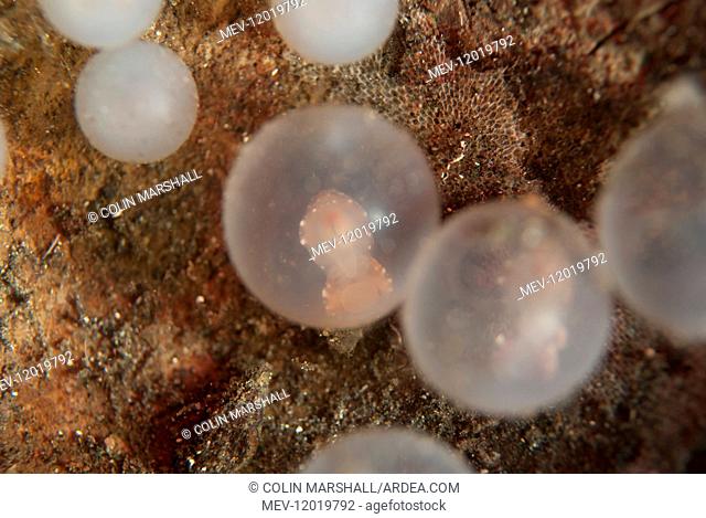 Pfeffer's Flamboyant Cuttlefish - embryo in egg on underside of coconut shell - Joleha dive site, Lembeh Straits, Sulawesi